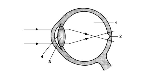 Draw a scientifically correct labelled diagram of a human eye and answer the questions based on ...