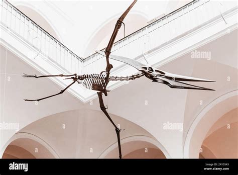 Pterodactyl skeleton hi-res stock photography and images - Alamy