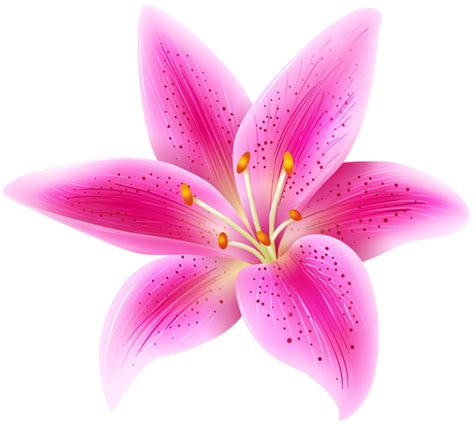 Lilium PNG