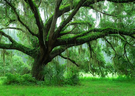 Beautiful Southern Live Oak Tree Photograph by Maresa Pryor | Fine Art America