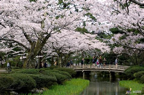 Cherry Blossom Tour - Links Travel & Tours - See the highlights of Japan