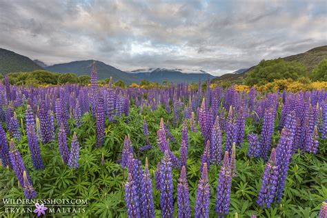 Lupine Field, New Zealand - Nature Photography Workshops and Colorado ...