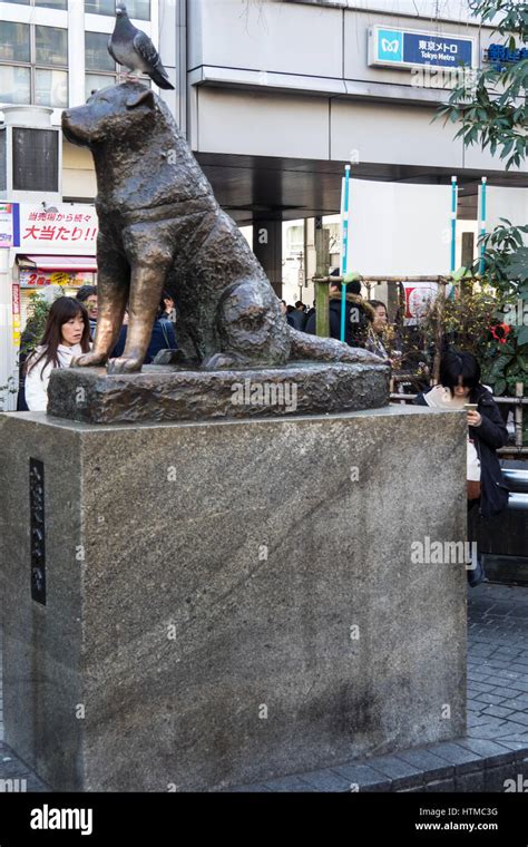 Bronze Hachiko Memorial Statue at Hachiko Square, Shibuya train Station, Tokyo Japan Stock Photo ...