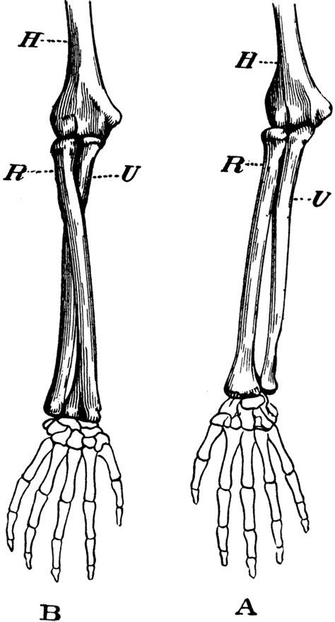 Arm Bones | ClipArt ETC