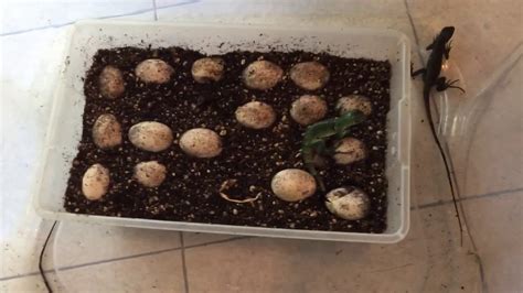 Crazyscales has iguana eggs hatching!!!!!! - YouTube