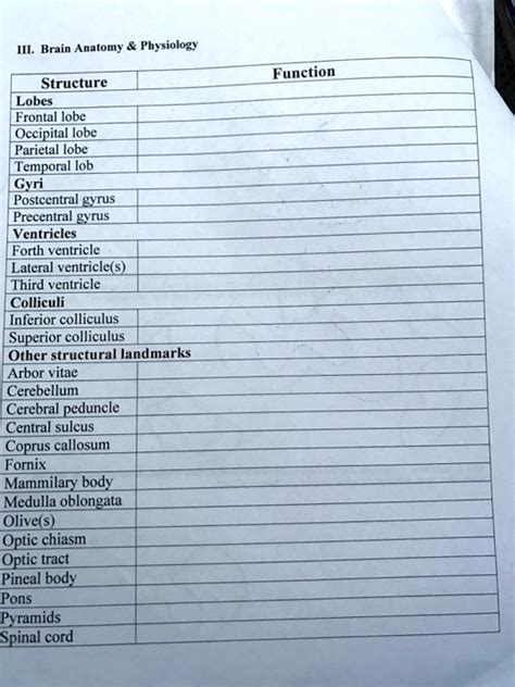 SOLVED: III. Brain Anatomy Physiology Function Structure Lobes Frontal lobe Occipital lobe ...