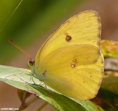 Cloudless Sulphur (Phoebis sennae)