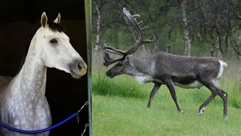 Santa’s Reindeer as Thoroughbreds: From Dasher to Blitzen | America's Best Racing