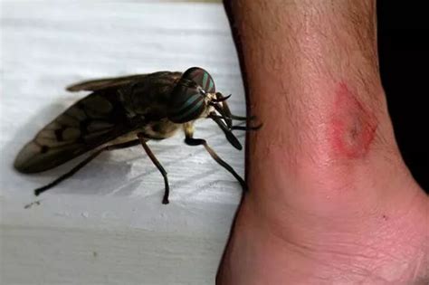 Bloodsucking horseflies are starting to appear - what you should do if ...