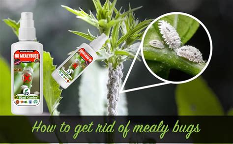 Rimi Garden® No Mealybug spray for removing mealybugs from the plant ...