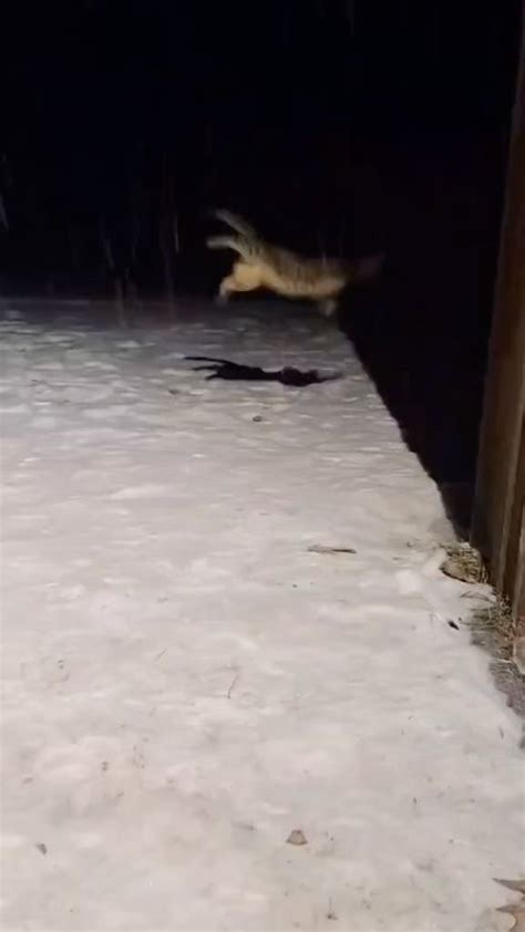 two birds are flying in the air near a wooden fence and snow covered ground at night