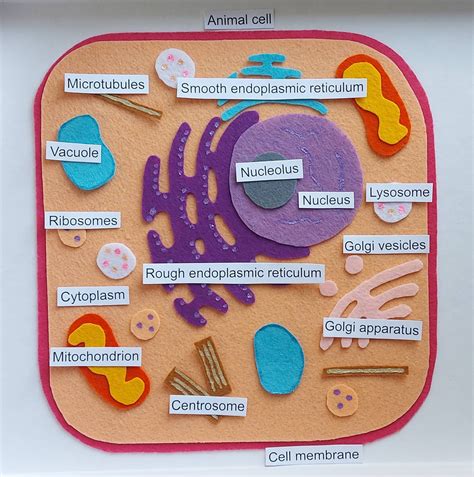 Golgi Apparatus In Animal Cell 3d