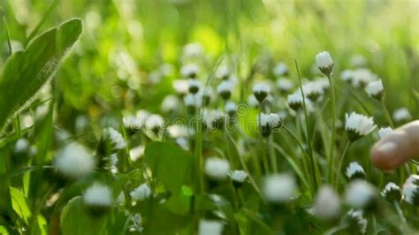 The Girl Gently with Love Strokes the Young Spring Grass and Flowers on the Green Lawn. the ...