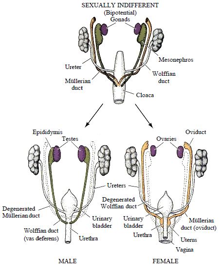 Development of the Reproductive System - Embryology - TeachMeAnatomy