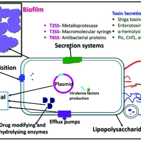 Showing the cartoon image of virulence factors produced by the bacteria ...