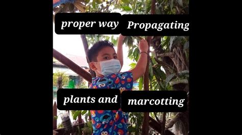 Proper Ways Propagating Plants Using Marcotting - YouTube