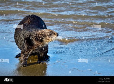 California sea otter hi-res stock photography and images - Alamy