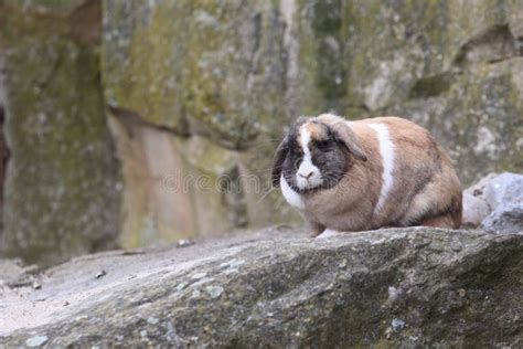 Rock rabbit stock photo. Image of nose, rabbit, rock - 12623014