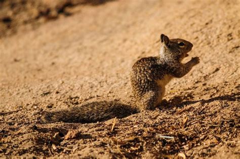 Do Ground Squirrels Hibernate in the Winter? What You Need to Know