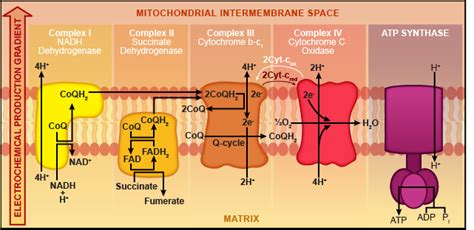 Biology Oxidative Phosphorylation - Shmoop Biology