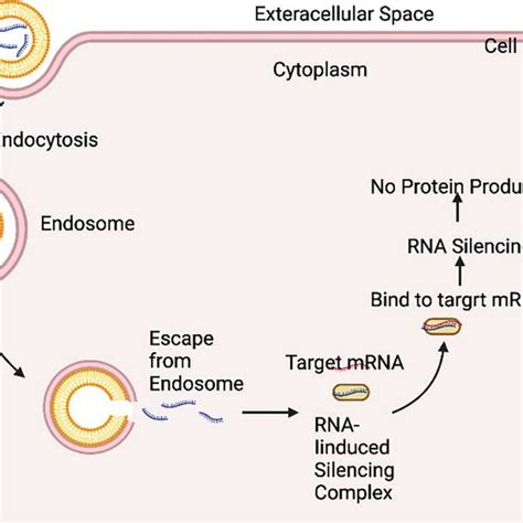 Mechanism of RNAi molecule delivery via liposomal delivery system and ...