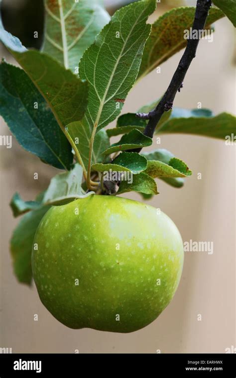 green apple and leaves on a tree Stock Photo - Alamy