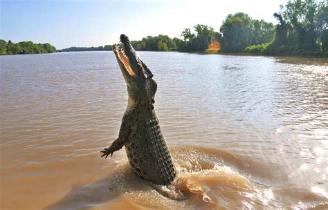 Largest Crocodile in the World - Lolong Of Philippines