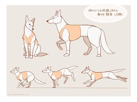 artist-refs | Animal drawings, Dog anatomy, Animal sketches