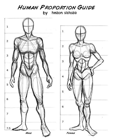 inspired creations.: body proportions | Anatomy art, Drawing body ...