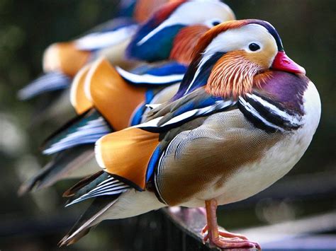 mandarin, Duck, Bird, Ducks, 68 Wallpapers HD / Desktop and Mobile Backgrounds