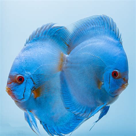 Blue Diamond Discus, Proven Breeding Pair | Discus.com