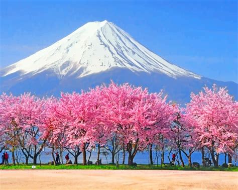 Mt Fuji Cherry Blossoms - Paint By Number - Num Paint Kit