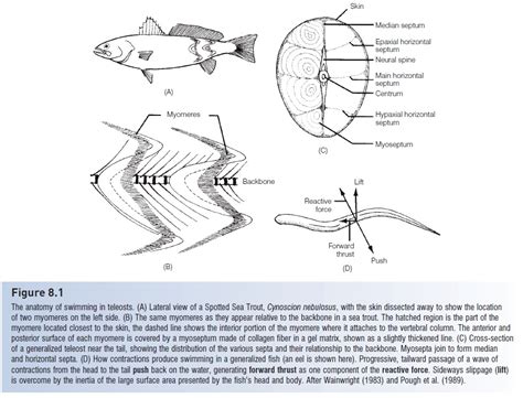 Muscles - Anatomy of Fishes