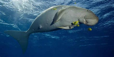 India's first dugong conservation reserve to come up in Tamil Nadu