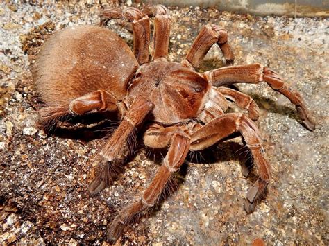 Goliath Birdeater Tarantula Spider Bug-12 Inch BY 18 Inch Laminated ...