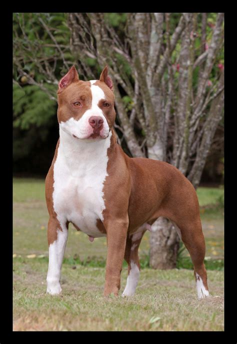 American Pit Bull Terrier Informations and Pictures ~ Blog of Dogs Breeds Information