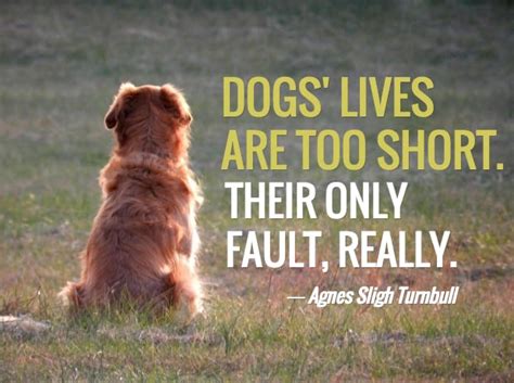 13 Dog Loss Quotes: Comforting Words When Losing a Friend