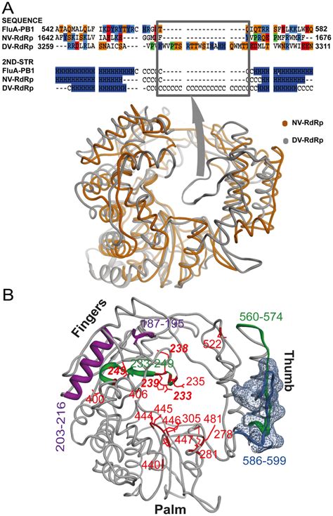 | The functional features of PB1. (A) Local sequence and structural... | Download Scientific Diagram