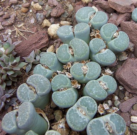 Lithops – Brian.Carnell.Com