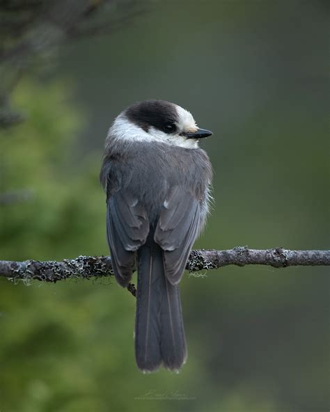 A Morning with Canada's National Bird... — Brad James Wildlife Photography