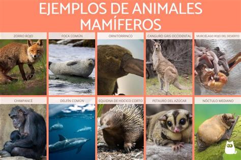 Animales mamíferos - Características, tipos y +70 EJEMPLOS (con fotos)