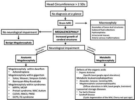 Megalencephaly definition, causes, symptoms, diagnosis, treatment & prognosis