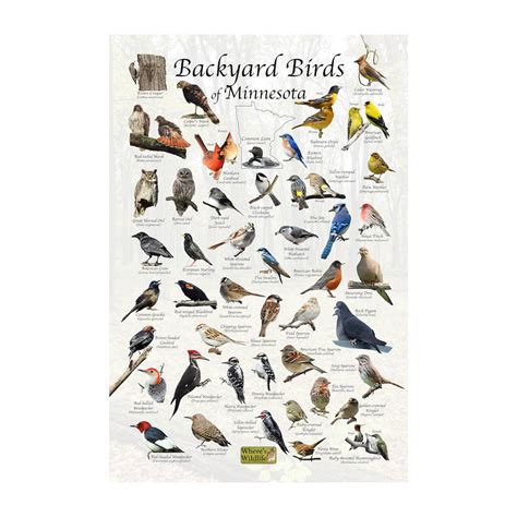 Backyard Birds of Minnesota Bird Identification Poster / Bird Field Guide / Bird Watching Nature ...