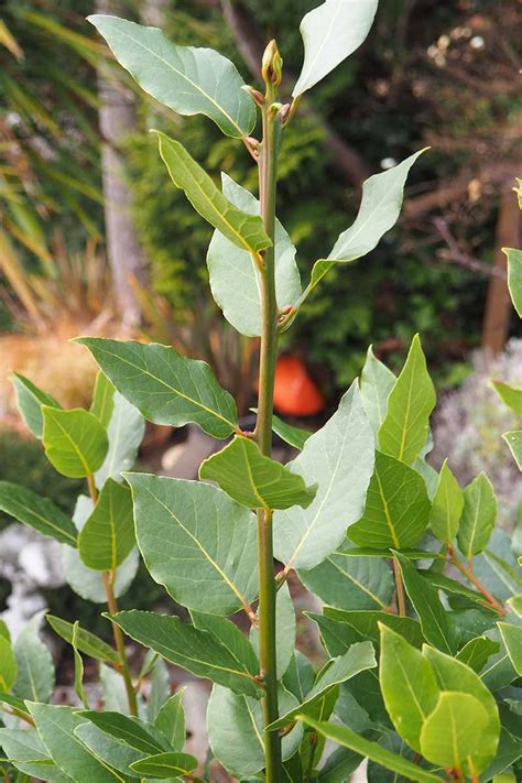 How to Grow and Care for Bay Laurel Trees | Gardener’s Path