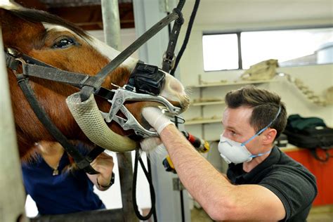 WOLF TEETH IN HORSES – Vet Services Hawke's Bay