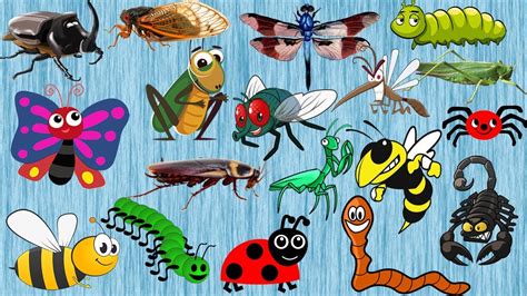 Insects For Kids