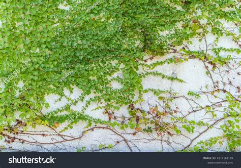 Ivy Isolated On White Wall Background Stock Photo 2219168169 | Shutterstock