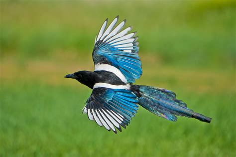 Black-billed Magpie | Audubon Field Guide