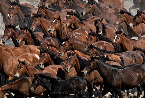 Mustangs | Spirit of the Shrinking West, National Geographic Magazine ...