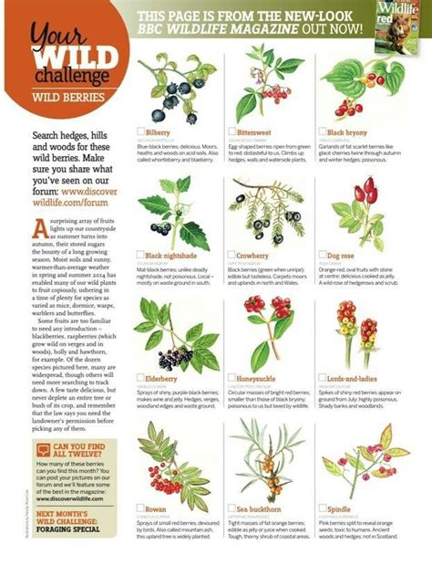 Wild berries Survival Life Hacks, Survival Tips, Survival Skills ...